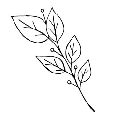 Sketch branch of leaves by hand on an isolated background. Hand drawn branches with leaves and flowers isolated on a white background.