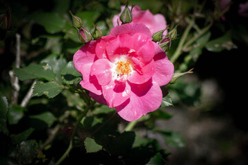 red summer roses in the sun