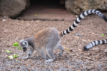 ring tailed lemur sitting on the ground © SeanWonPhotography