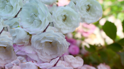 white rose flower background texture or wallpaper