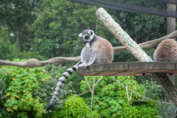 ring tailed lemur
