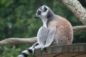 ring tailed lemur