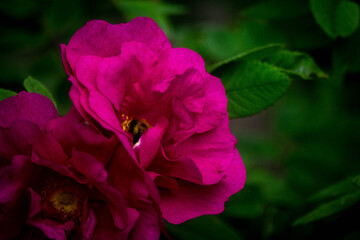 pink roses in the summer