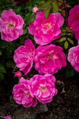 pink roses in the summer