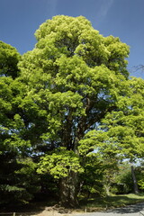 京都　桂　20150511