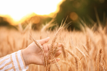 Fototapeta na wymiar Female farmer in wheat field