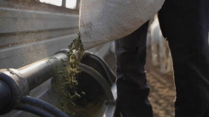 Man Pouring Animal Feed into for livestock into Feeding trough