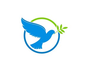 Flying pigeon bring a leaf