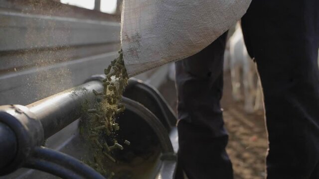 Man Pouring Animal Feed into for livestock into Feeding trough