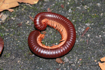 Rusty Giant Millipedes (Trigoniulus corallinus) 