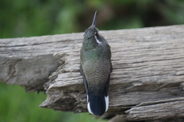 Colibrí en el bosque (Hummingbird in the forest) © Xavy