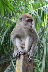 Long-tailed macaque (Macaca fascicularis) sitting on fence at Central Catchment Nature Reserve, Singapore