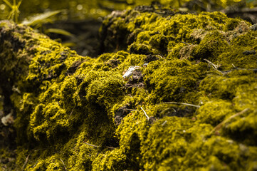bright green moss on old stump close-up in sunlight