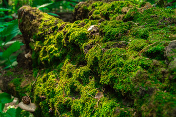 bright green moss on old stump close-up in sunlight