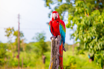 red and yellow macaw © Closed