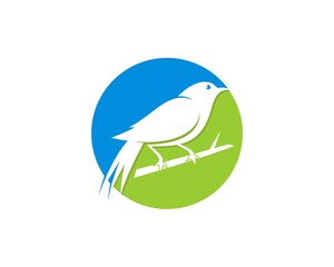 Healthy bird on the branch