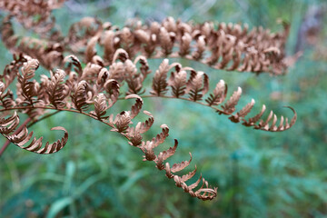 A selective focus image detailing dried brown fronds of a bracken fern plant; with blurred green flora background.