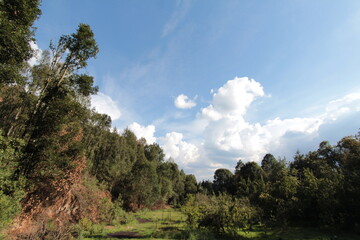 Obraz premium In the forest near the downtown