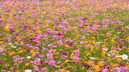 beautiful cosmos flowers in the garden                                                        