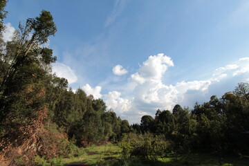 In the forest near the downtown