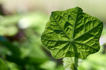A close up image of a green leaf - backlit by natural sunlight - selective focus.