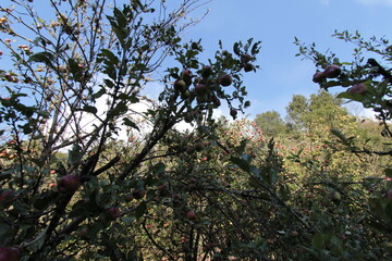 A sunrise in the forest and apple tree