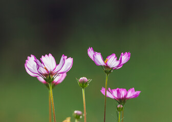 candy stripe cosmos flower