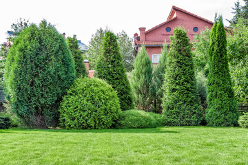 Fototapeta na wymiar Landscaping of the backyard of a private house. Mowed lawn, decorative trees, flower beds.
