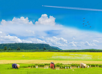 The farmer practice, an ancient method, the plantation, green paddy rice field with beautiful sky cloud in the countryside Thailand.
