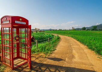 Red telephone booth on the beautiful, rural landscape at the Cosmos Flower Street in Cheorwon, South Korea. 