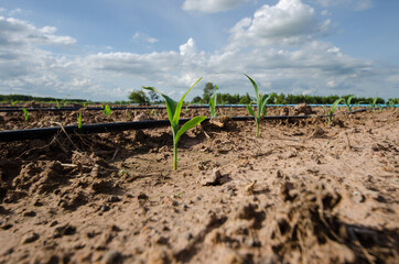 Corn fields in tropical of Thailand. This is the new waxy corn. Scientific name is Zea mays ceratina and family name is Poaceae.