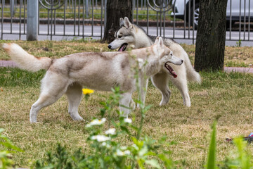 Fototapeta premium Two large beautiful dogs, Siberian Huskies, run around the city park during a morning walk. A popular breed of dog. Pets. Sunny day. Close-up.