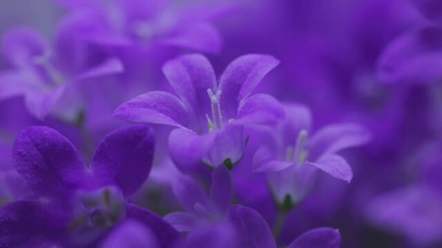 Purple Flowers Of Dalmatian Bellflower Growing In The Meadow During Springtime In Zlotoryja, Poland.  - close up pan