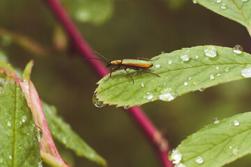 beautiful tiny beetle sits on a leaf on a summer day