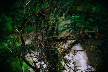 forest at the Jasper Canada