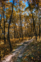Road in the autumn forest with yellowed leaves on the trees