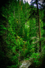 Fototapeta na wymiar forest at the Jasper Canada