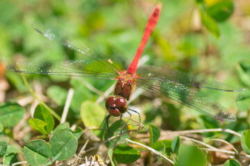 libellule