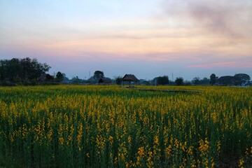 Obraz premium wheat field in sunset