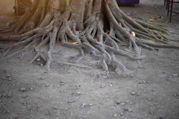 Fototapeta na wymiar tree roots in the sand