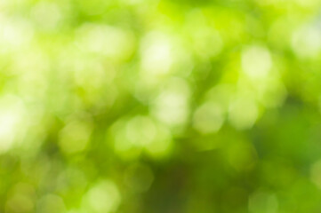 green blurred bokeh abstract background