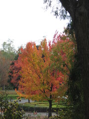 Vasona Park, Los Gatos, California