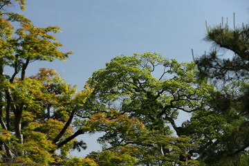 Fototapeta premium Kyoto Katsura 20150511
