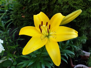 yellow lily flower