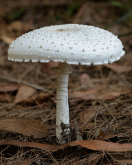 Macrolepiota dolichaula fungus (White Parasol) - approx 100mm dia - NSW, Australia