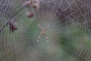 spider on web