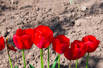Close-up beautiful Red Tulip in line.