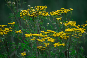 Yellow wild flowers in the field. Full background.