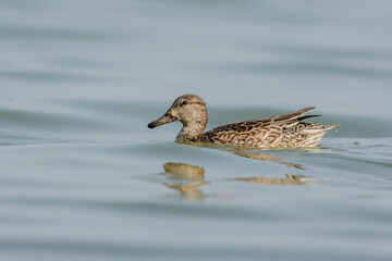 Female Common Teal (Anas crecca) In Lake. Females are brown, darker overall than other dabbling ducks. Forages by dabbling and tipping-up to reach submerged aquatic vegetation.
