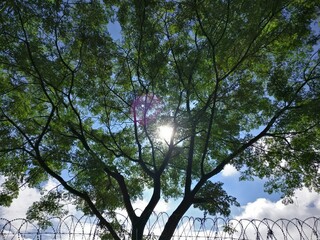 sun peeking through a tree